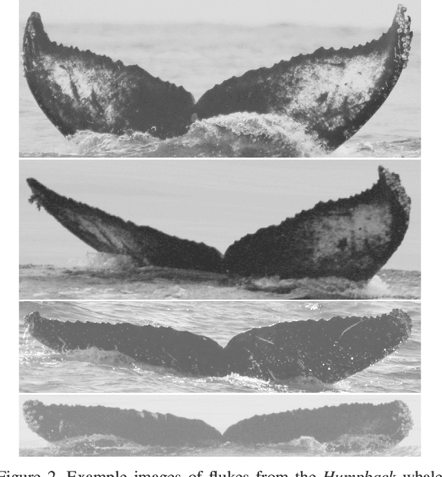 Figure 2 for Integral Curvature Representation and Matching Algorithms for Identification of Dolphins and Whales