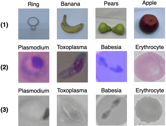 Figure 1 for A Semi-Supervised Classification Method of Apicomplexan Parasites and Host Cell Using Contrastive Learning Strategy