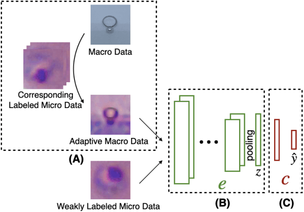 Figure 2 for A Semi-Supervised Classification Method of Apicomplexan Parasites and Host Cell Using Contrastive Learning Strategy