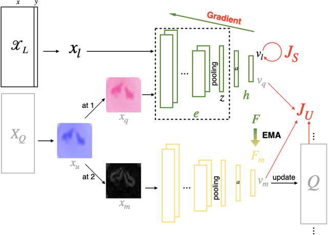 Figure 3 for A Semi-Supervised Classification Method of Apicomplexan Parasites and Host Cell Using Contrastive Learning Strategy