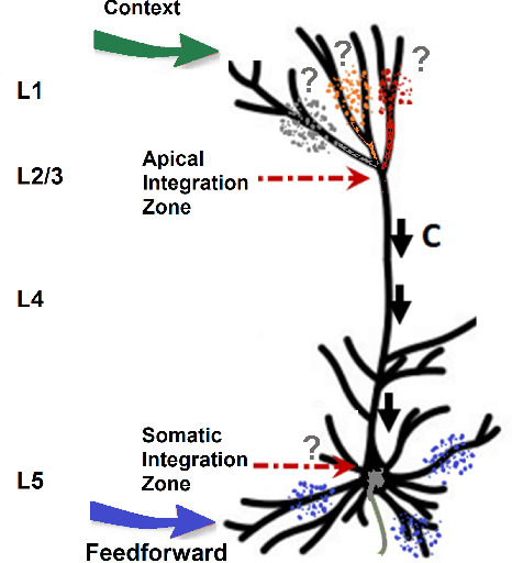 Figure 1 for Context-sensitive neocortical neurons transform the effectiveness and efficiency of neural information processing