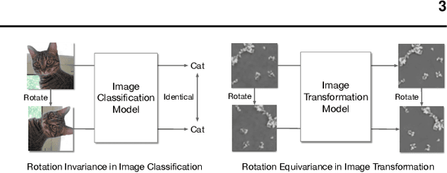 Figure 1 for Augmented Equivariant Attention Networks for Electron Microscopy Image Super-Resolution