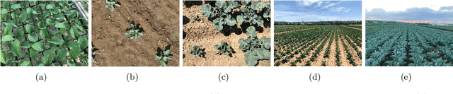 Figure 2 for GrowliFlower: An image time series dataset for GROWth analysis of cauLIFLOWER