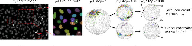 Figure 1 for Instance Segmentation of Biomedical Images with an Object-aware Embedding Learned with Local Constraints