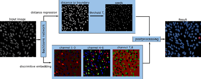 Figure 3 for Instance Segmentation of Biomedical Images with an Object-aware Embedding Learned with Local Constraints