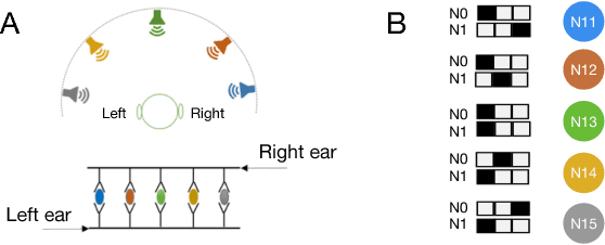 Figure 3 for Can Transfer Entropy Infer Causality in Neuronal Circuits for Cognitive Processing?