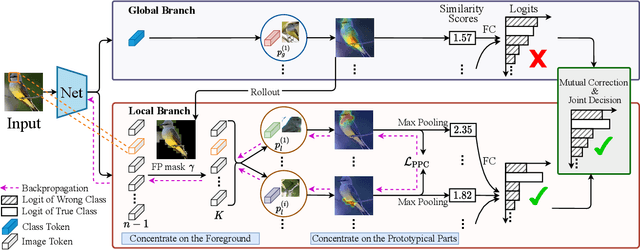 Figure 3 for ProtoPFormer: Concentrating on Prototypical Parts in Vision Transformers for Interpretable Image Recognition