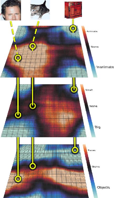 Figure 4 for Modeling Category-Selective Cortical Regions with Topographic Variational Autoencoders