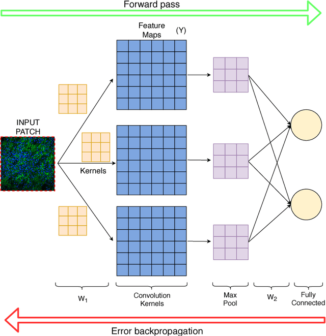 Figure 2 for A Convolutional Neural Network for the Automatic Diagnosis of Collagen VI related Muscular Dystrophies