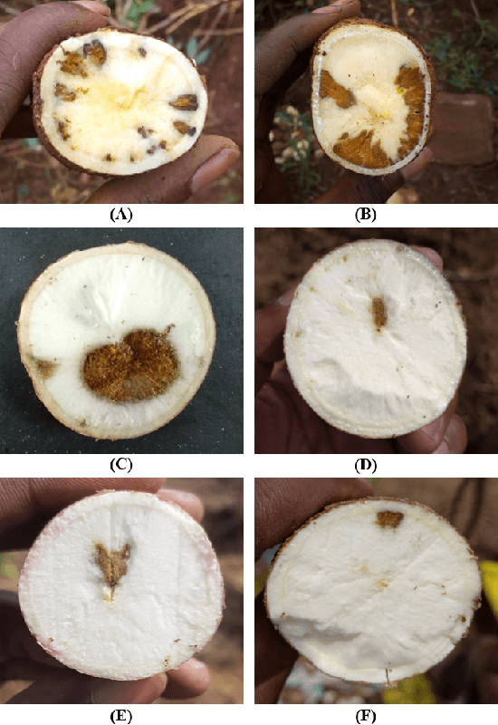 Figure 2 for Scoring Root Necrosis in Cassava Using Semantic Segmentation