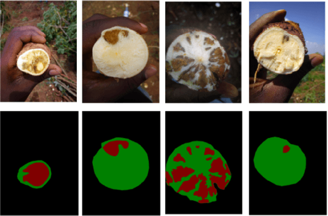 Figure 3 for Scoring Root Necrosis in Cassava Using Semantic Segmentation