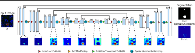 Figure 2 for Image segmentation of liver stage malaria infection with spatial uncertainty sampling