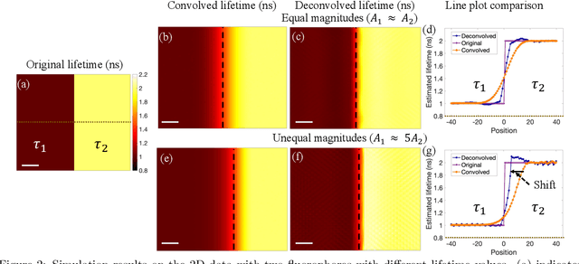 Figure 2 for Deconvolution in Fluorescence Lifetime imaging microscopy (FLIM)