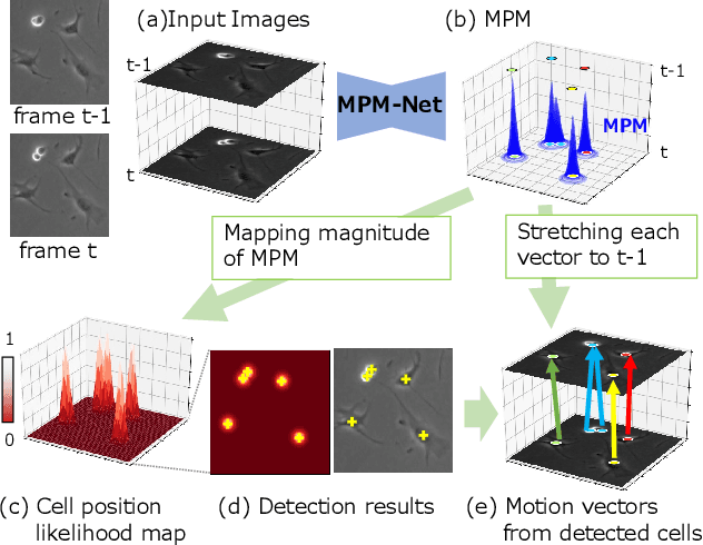 Figure 4 for MPM: Joint Representation of Motion and Position Map for Cell Tracking