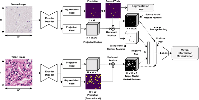 Figure 1 for MaNi: Maximizing Mutual Information for Nuclei Cross-Domain Unsupervised Segmentation