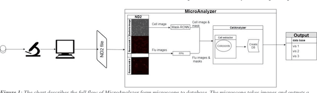 Figure 1 for MicroAnalyzer: A Python Tool for Automated Bacterial Analysis with Fluorescence Microscopy