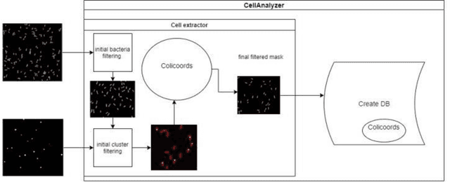 Figure 3 for MicroAnalyzer: A Python Tool for Automated Bacterial Analysis with Fluorescence Microscopy