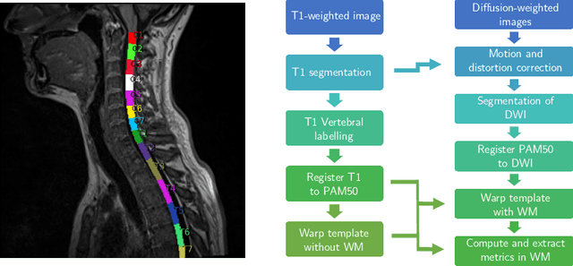 Figure 1 for Reproducibility and Evolution of Diffusion MRI Measurements within the Cervical Spinal Cord in Multiple Sclerosis
