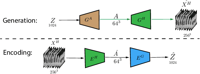 Figure 2 for Hierarchical Amortized Training for Memory-efficient High Resolution 3D GAN