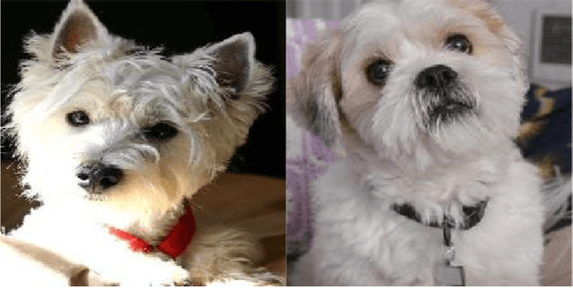 Figure 1 for Dataset Structural Index: Understanding a machine's perspective towards visual data