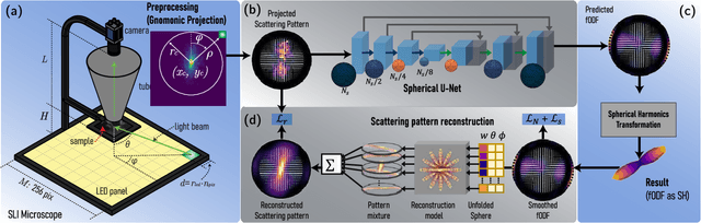 Figure 1 for GORDA: Graph-based ORientation Distribution Analysis of SLI scatterometry Patterns of Nerve Fibres