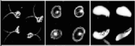 Figure 1 for Feature Representation in Convolutional Neural Networks