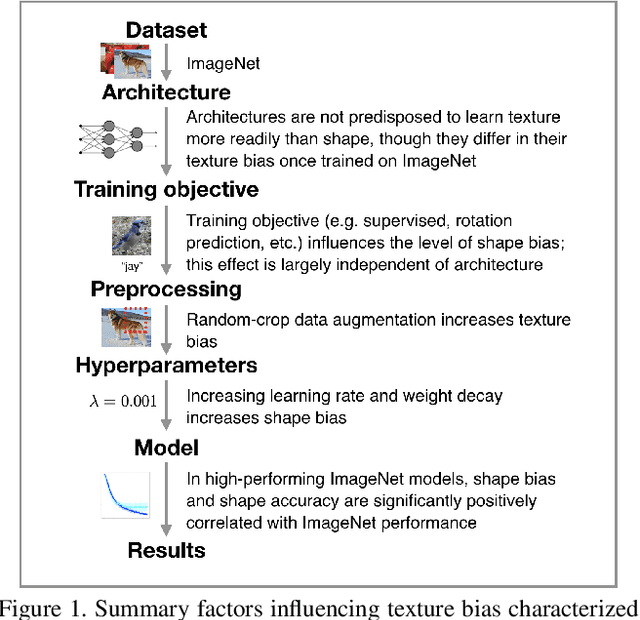 Figure 1 for Exploring the Origins and Prevalence of Texture Bias in Convolutional Neural Networks