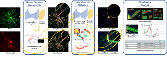 Figure 1 for MitoVis: A Visually-guided Interactive Intelligent System for Neuronal Mitochondria Analysis