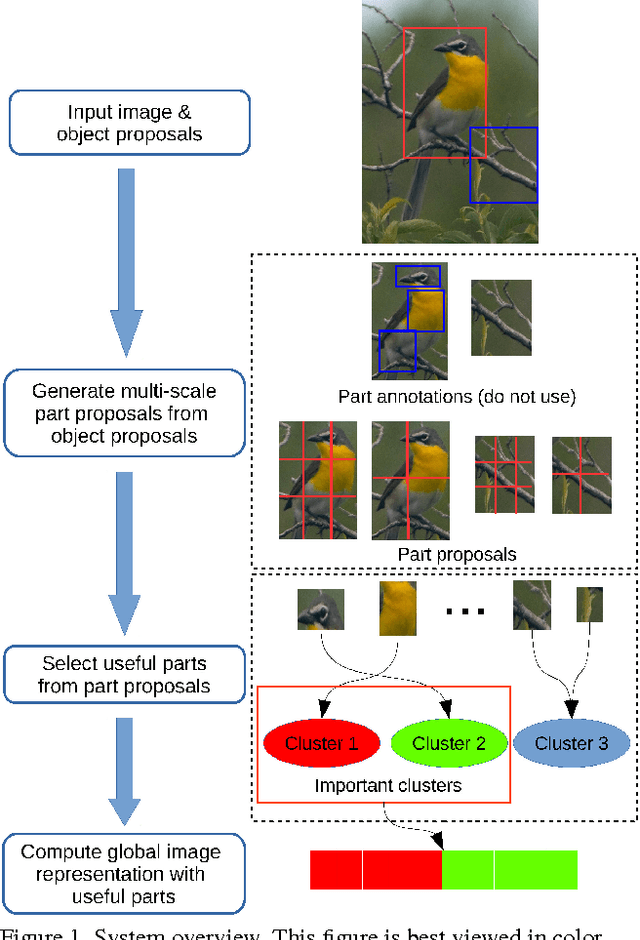 Figure 1 for Weakly Supervised Fine-Grained Image Categorization