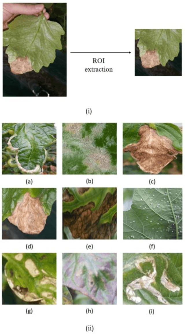 Figure 4 for Unsupervised Image Translation using Adversarial Networks for Improved Plant Disease Recognition