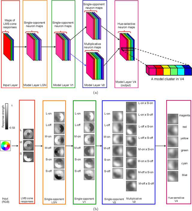 Figure 1 for Multiplicative modulations in hue-selective cells enhance unique hue representation