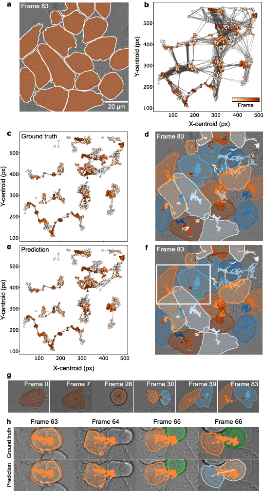 Figure 2 for Geometric deep learning reveals the spatiotemporal fingerprint of microscopic motion