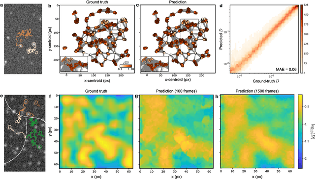 Figure 4 for Geometric deep learning reveals the spatiotemporal fingerprint of microscopic motion