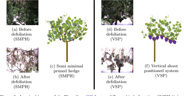 Figure 4 for Behind the leaves -- Estimation of occluded grapevine berries with conditional generative adversarial networks