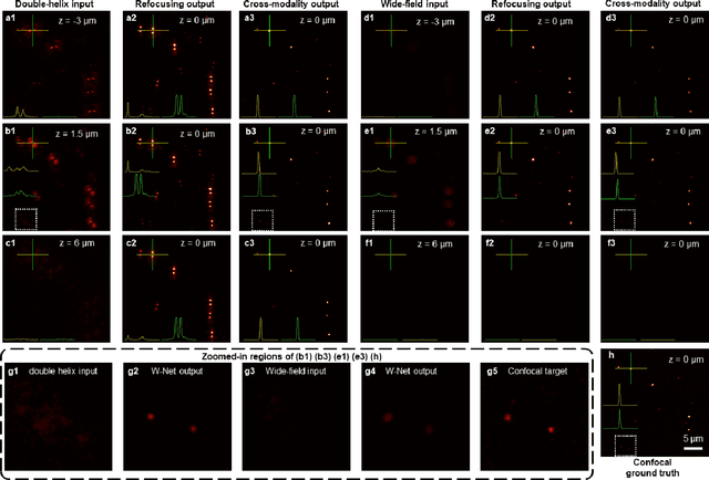 Figure 4 for Deep learning-based virtual refocusing of images using an engineered point-spread function