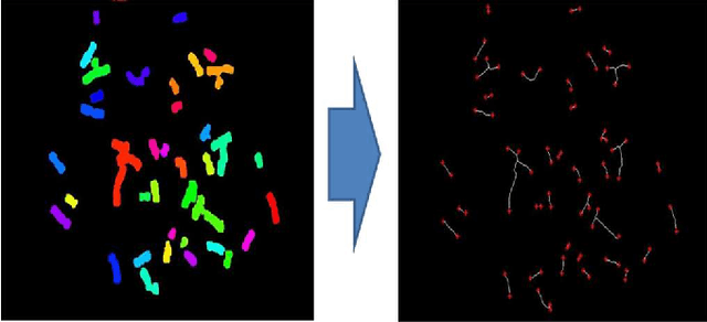 Figure 2 for A Geometric Approach For Fully Automatic Chromosome Segmentation