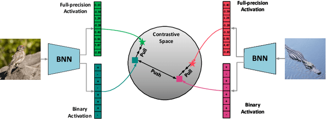 Figure 2 for Network Binarization via Contrastive Learning