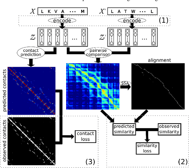 Figure 1 for Learning protein sequence embeddings using information from structure