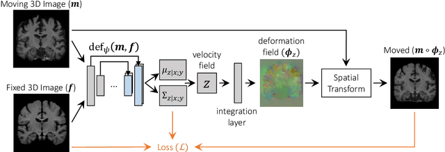 Figure 3 for Unsupervised Learning of Probabilistic Diffeomorphic Registration for Images and Surfaces