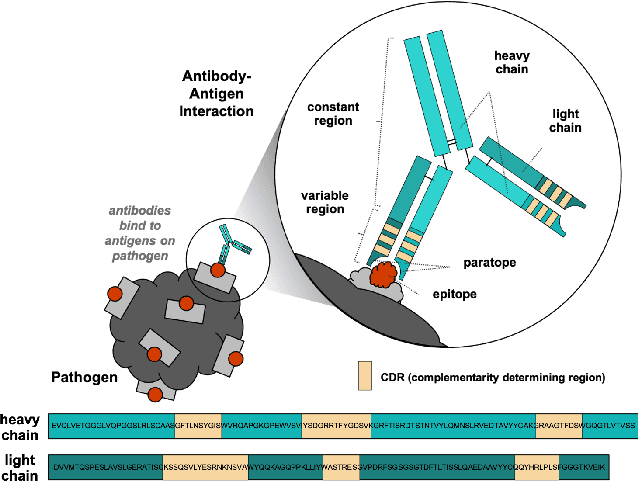 Figure 1 for Antibody Representation Learning for Drug Discovery