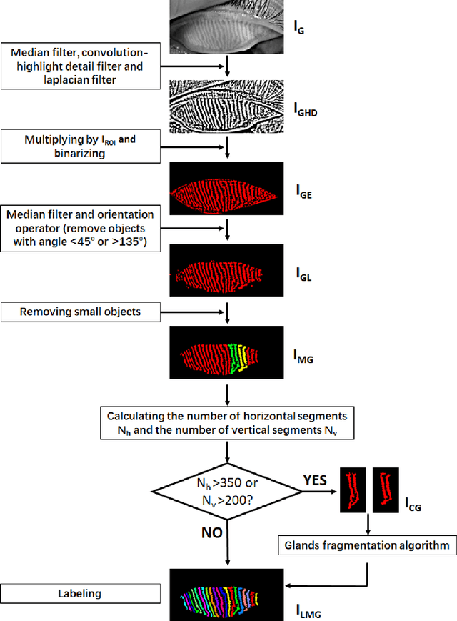 Figure 3 for An automated and multi-parametric algorithm for objective analysis of meibography images