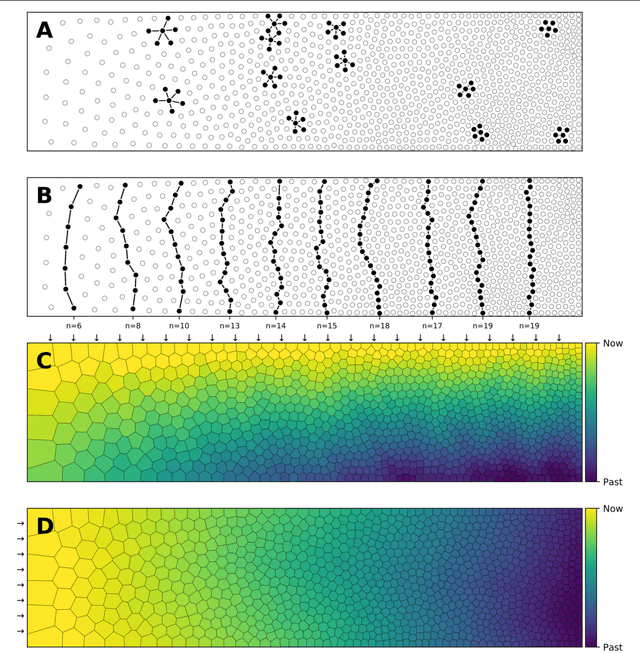 Figure 1 for A graphical, scalable and intuitive method for the placement and the connection of biological cells