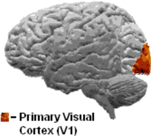 Figure 1 for A semidiscrete version of the Citti-Petitot-Sarti model as a plausible model for anthropomorphic image reconstruction and pattern recognition