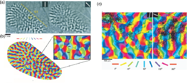 Figure 2 for A semidiscrete version of the Citti-Petitot-Sarti model as a plausible model for anthropomorphic image reconstruction and pattern recognition