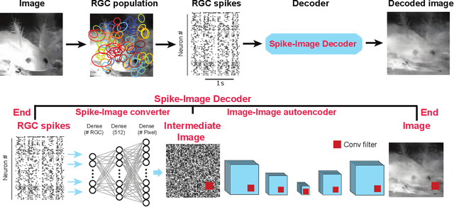 Figure 1 for Reconstruction of Natural Visual Scenes from Neural Spikes with Deep Neural Networks