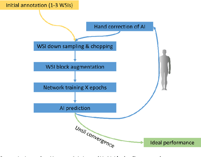 Figure 1 for Iterative annotation to ease neural network training: Specialized machine learning in medical image analysis