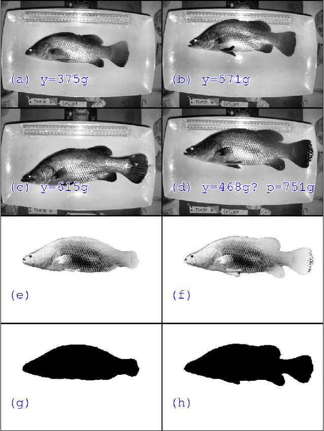 Figure 3 for Automatic Weight Estimation of Harvested Fish from Images
