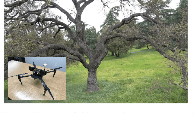 Figure 1 for Three Dimensional Reconstruction of Botanical Trees with Simulatable Geometry