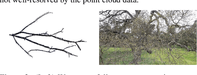 Figure 3 for Three Dimensional Reconstruction of Botanical Trees with Simulatable Geometry