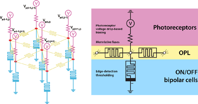 Figure 1 for A Biomimetic Model of the Outer Plexiform Layer by Incorporating Memristive Devices